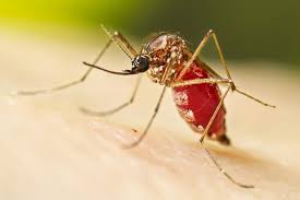 Dengue fever Colombia Faces Severe Dengue Epidemic - Outbreak News Update