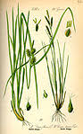 Carex brachystachys – Wikipedia