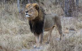 Image result for cecil lion