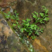 Asplenium ruta-muraria (wall-rue spleenwort): Go Botany
