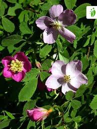 Cinnamon Rose, Rosa cinnamomea - Trees and shrubs - NatureGate