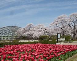 京都府立植物園 桜の画像