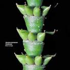 family gnetaceae
