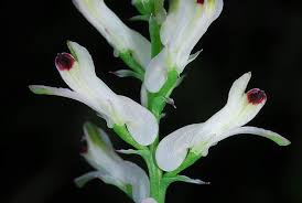 Fumaria judaica Boiss. | Plants of the World Online | Kew Science