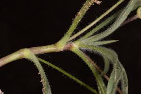 Plantago amplexicaulis Cav. | Plants of the World Online | Kew ...