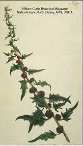 Chenopodium foliosum - Online Virtual Flora of Wisconsin