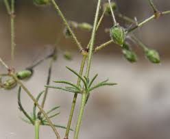 Spergula arvensis Calflora