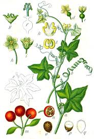 Bryonia dioica - Wikipedia