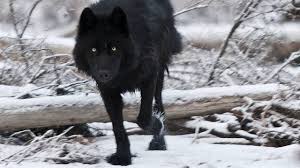 Znalezione obrazy dla zapytania black wolf