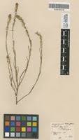 Corispermum hyssopifolium in Global Plants on JSTOR