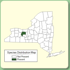 Achillea ageratum - Species Page - NYFA: New York Flora Atlas