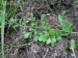 PlantFiles Pictures: Wild Parsley (Oenanthe peucedanifolia) by ...
