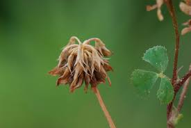 Trifolium nigrescens - Wikipedia