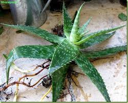 Aloe saponaria moltiplicazione per stoloni - Stranepiante