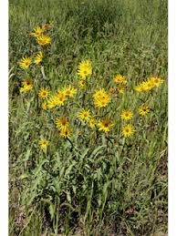 Helianthus pauciflorus ssp. pauciflorus (Stiff sunflower) | Native ...
