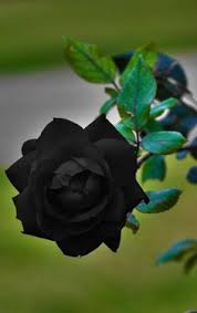 Image result for unique black roses