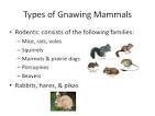 gnawing mammal
