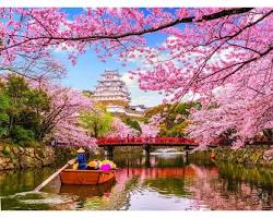 Image of Cherry blossoms in Japan
