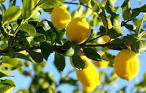 lemon tree에 대한 이미지 검색결과