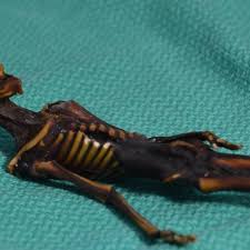 A tiny skeleton found in Chile might look like an alien, but her genes ...