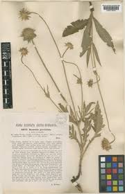 Knautia persicina A.Kern. | Plants of the World Online | Kew Science