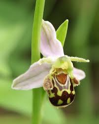 Ophrys apifera - Wikipedia