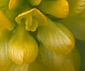 Trifolium aureum (Golden Clover): Minnesota Wildflowers