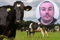 COM, REDRUTH- Seorang pria di Inggris punya kelainan jiwa sehingga terobsesi secara seksual pada kotoran sapi. Bahkan, dia rela mengancam bunuh pemilik sapi ... - pria-kotoran-sapi