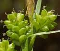 Carex pallescens (Pale Sedge): Minnesota Wildflowers