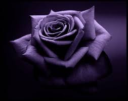Image result for unique black roses