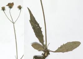 Hieracium oxyodon Fr. - Portale alla flora del Parco Nazionale ...