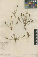 Plantago bellardi in Global Plants on JSTOR