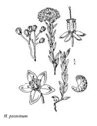 Sp. Haplophyllum patavinum - florae.it