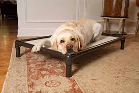 Image result for yellow lab relaxing