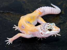 Le Gecko léopard / Les phases Images?q=tbn:ANd9GcSFRvPAycGpDpqoyahFnM07PETjkn0shKTHPKiebRJoihFwYpwh