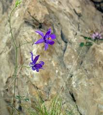 Aquilegia alpina L., Alpine Columbine (World flora) - Pl@ntNet identify