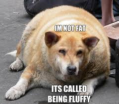 Fat dog memes | quickmeme via Relatably.com