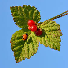 Rubus saxatilis - Wikipedia