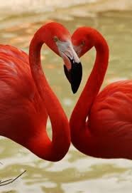 Image result for cute flamingos