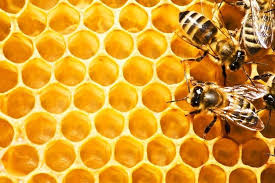 Resultado de imagen de feria de la miel concurso de miel