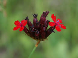 File:Dianthus carthusianorum sanguineus 1.jpg - Wikipedia