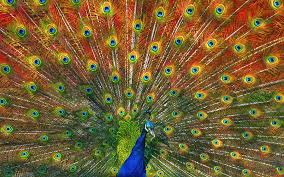 Image result for dancing peacock