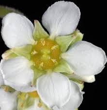 Fam. Saxifragaceae - florae.it