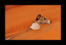 Wüstenhund - Bild \u0026amp; Foto von Anja Globig aus Hunde - Fotografie ...