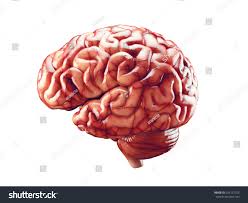 Real brain Images, Stock Photos & Vectors | Shutterstock
