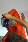 Image result for parrot painting on girl