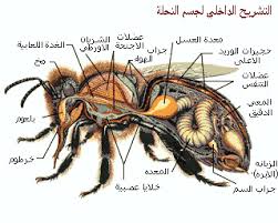  شركة مكافحة حشرات بشرق الرياض معلومات عن عالم النحل 0566884259 0544769049 0540736424 Images?q=tbn:ANd9GcSHUYo1siJeGepNfwprX9vyeyQqtUpJSKh-RVhsSN0WODAImk9y
