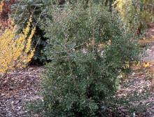 Phillyrea latifolia | Landscape Plants | Oregon State University