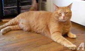 Image result for image for an orange tabby cat