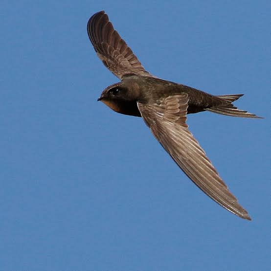 Swifts spend ten months a year entirely airborne, study reveals | Birds | The Guardian